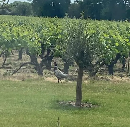 Daire Chez Pascal Sissi -au Coeur De Vignes, Parking Free Chateauthebaud